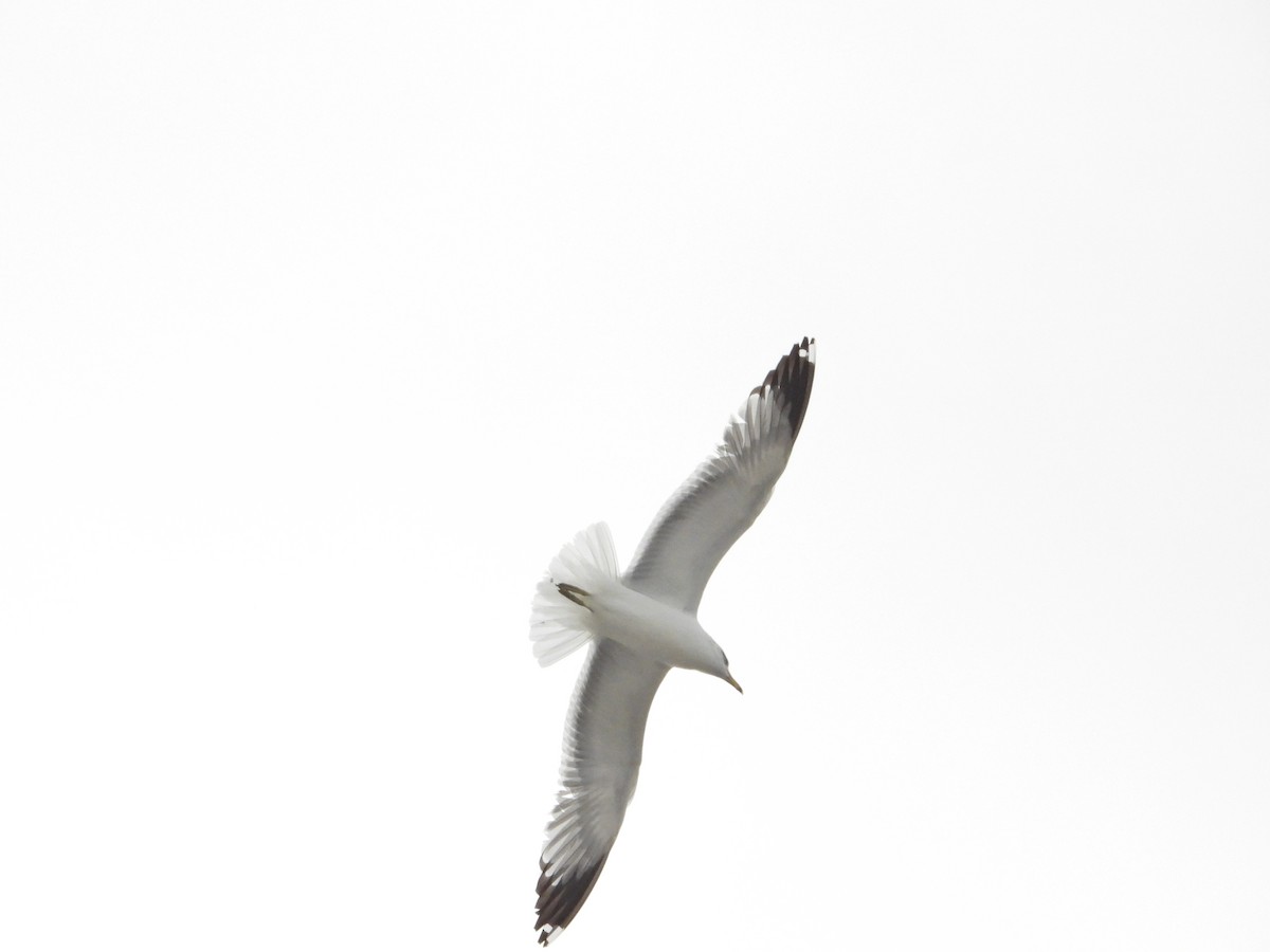 California Gull - ML213853001