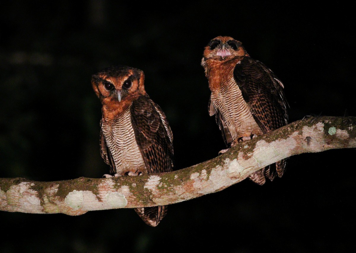 Brown Wood-Owl - Wilbur Goh
