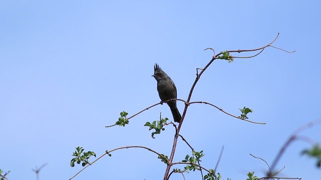 Phénopèple luisant - ML213853811