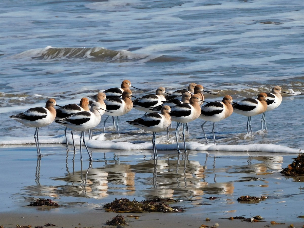 Avocette d'Amérique - ML213859741