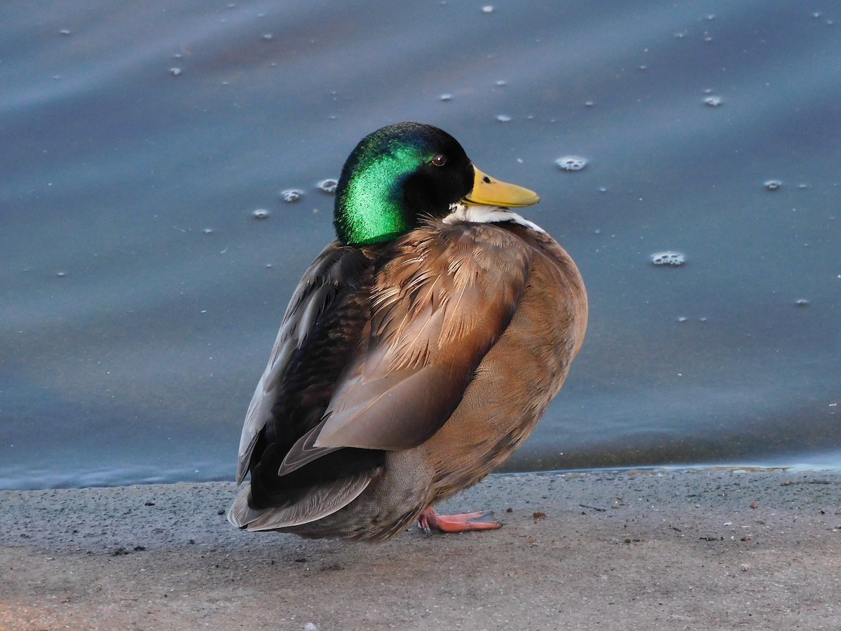 Mallard - Lynn Scarlett