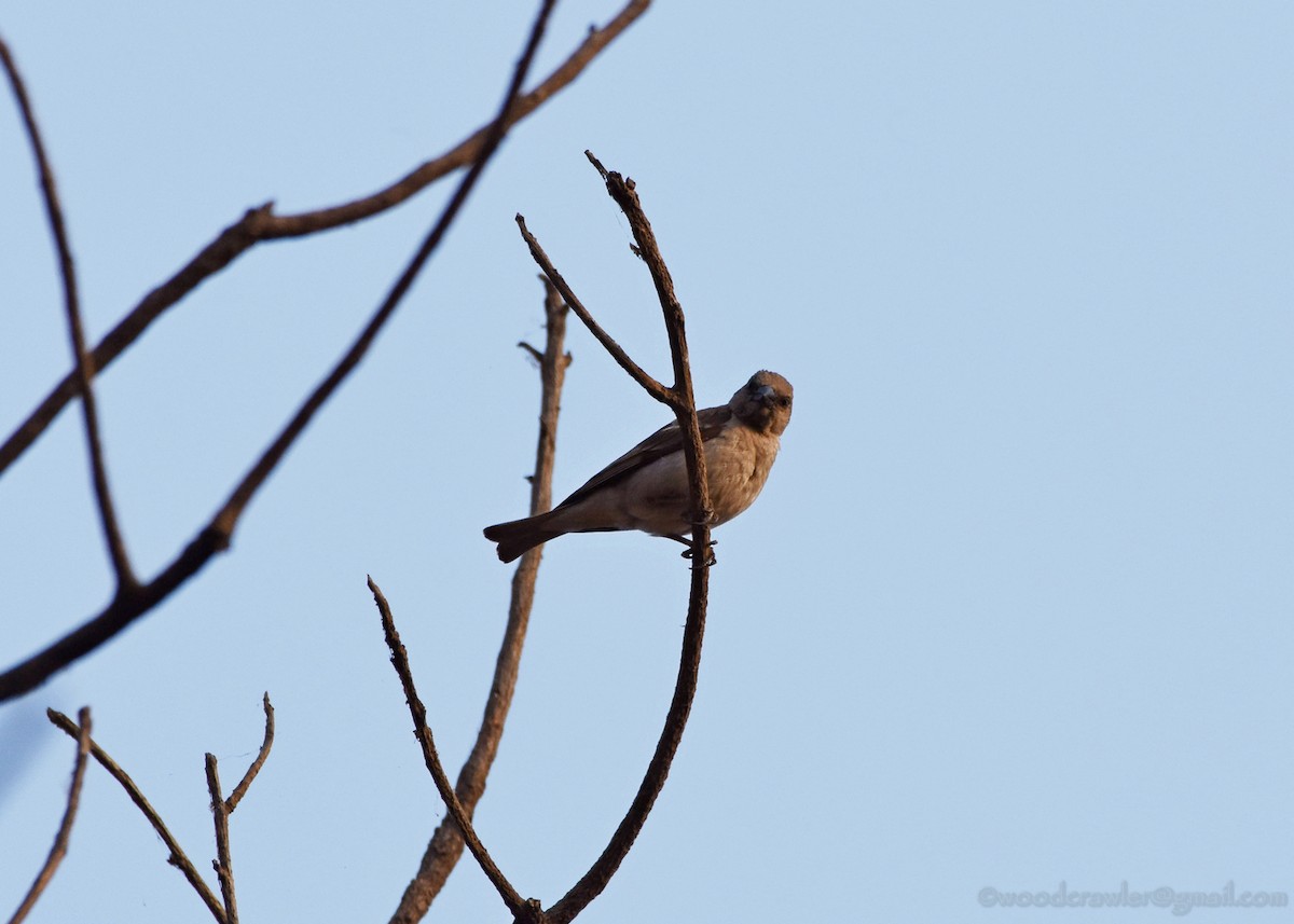 Yellow-throated Sparrow - ML213862221