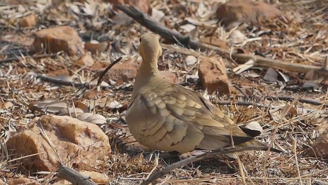 Chestnut-bellied Sandgrouse - ML213862401