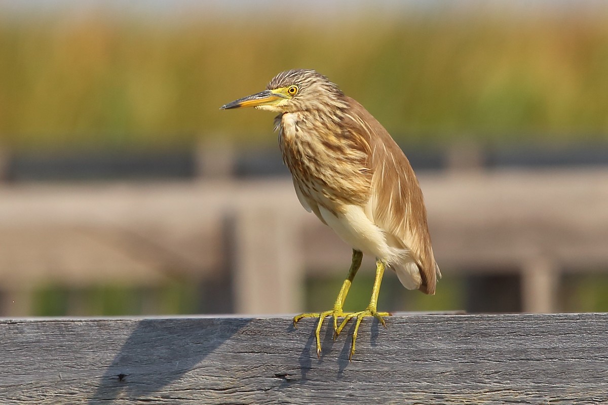 Chinese Pond-Heron - ML213863901