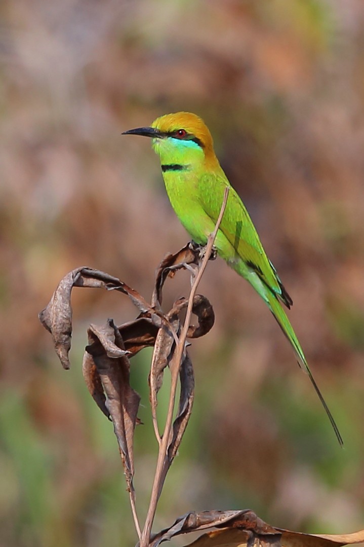 Asian Green Bee-eater - Bob Shettler