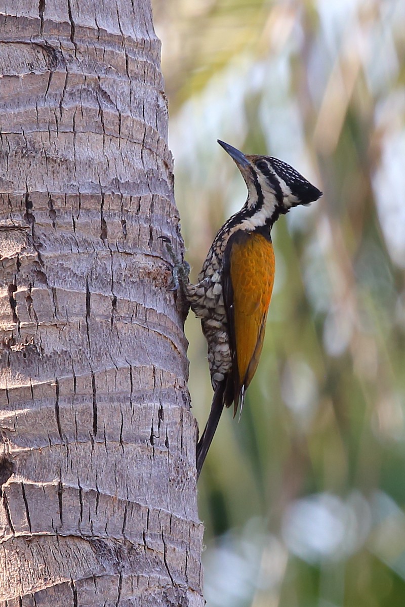 Common Flameback - ML213863961