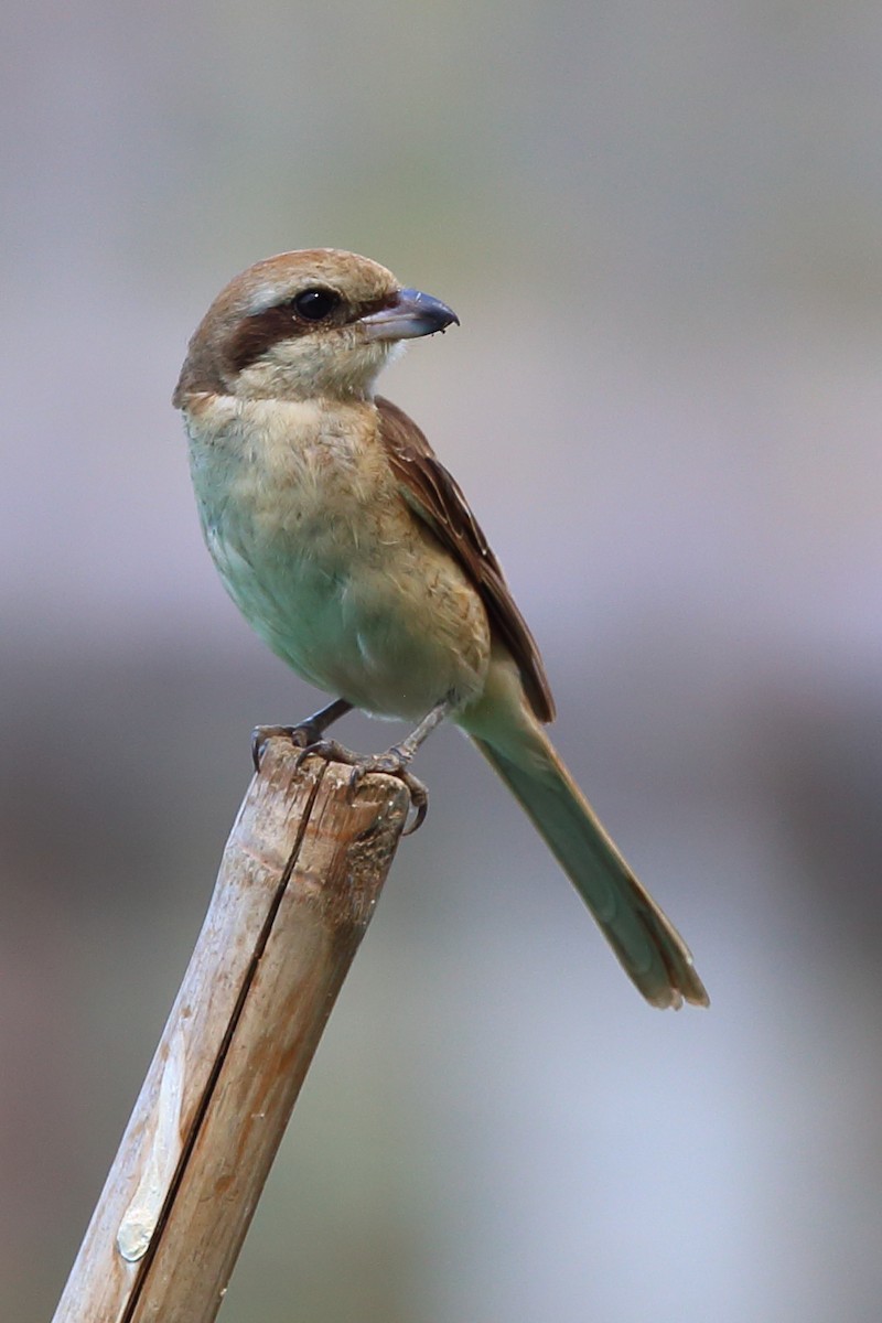 Brown Shrike - Bob Shettler