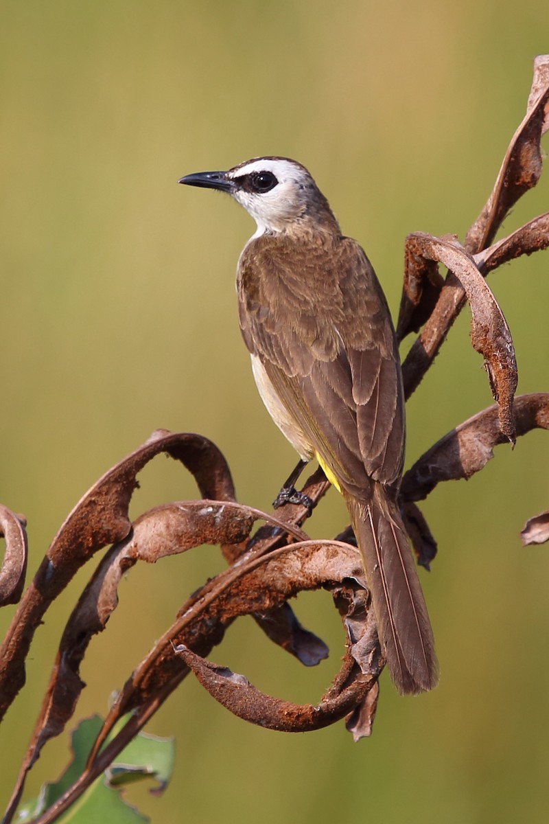 Bulbul Culiamarillo - ML213864121