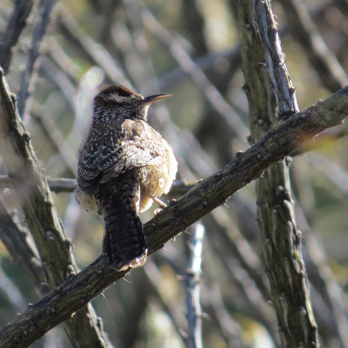 Cactus Wren - ML213864291