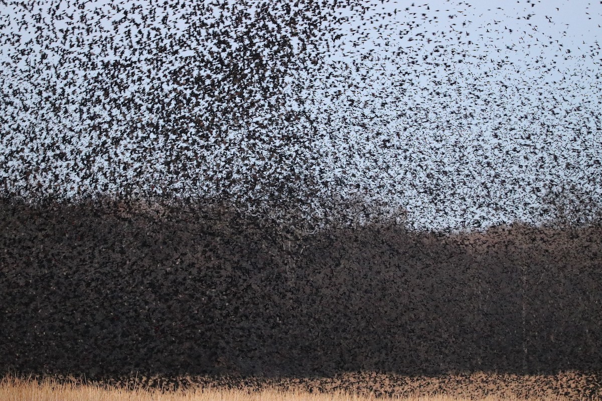 Red-winged Blackbird - Cheryl Rosenfeld