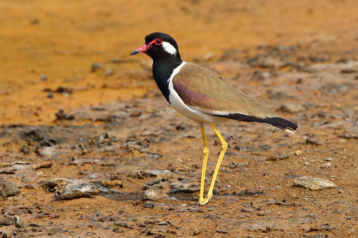 Red-wattled Lapwing - ML213865511