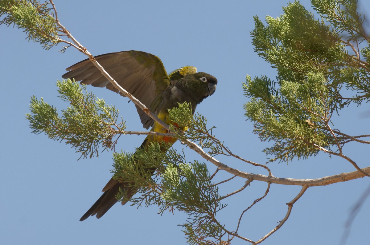 Conure de Patagonie - ML213866061