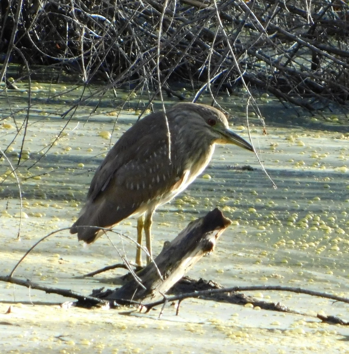 Black-crowned Night Heron - ML213867071