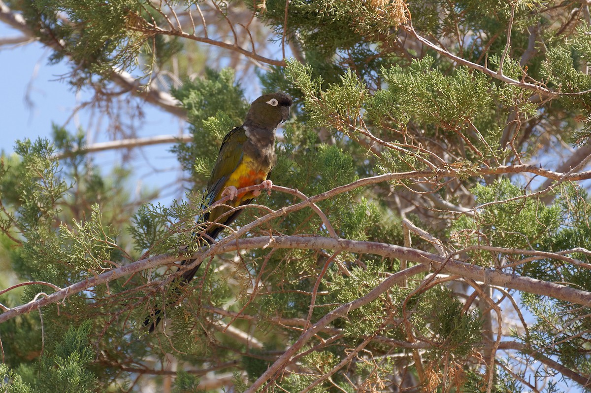 Conure de Patagonie - ML213867461