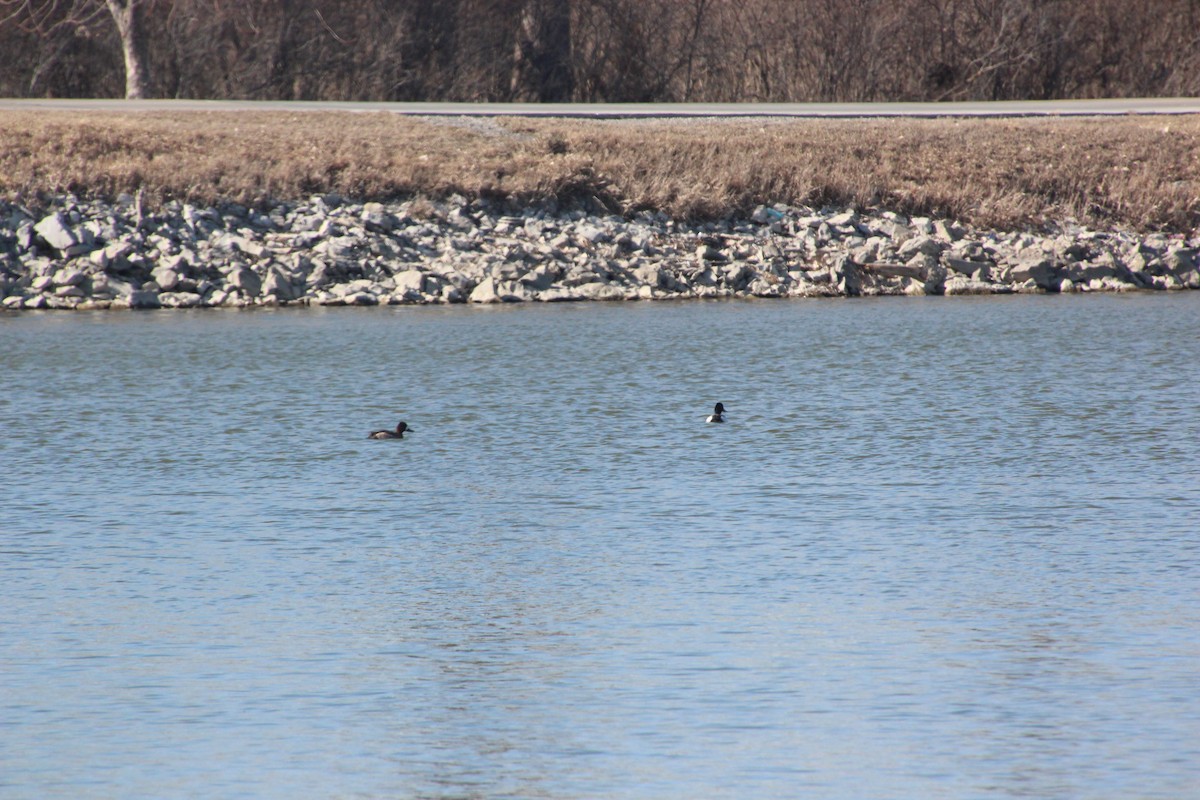 Lesser Scaup - ML213868531