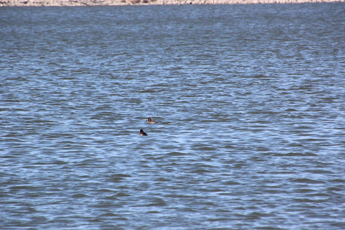 Lesser Scaup - ML213868541