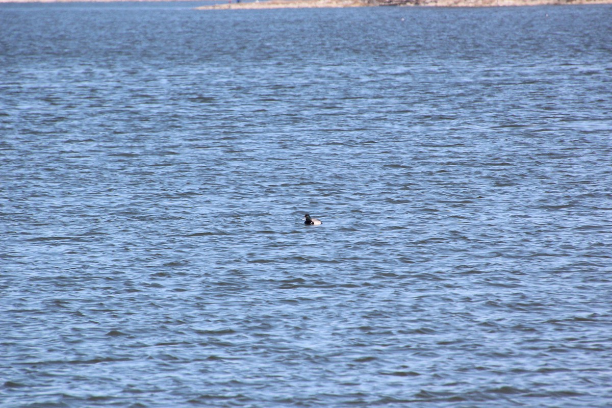 Lesser Scaup - ML213868551