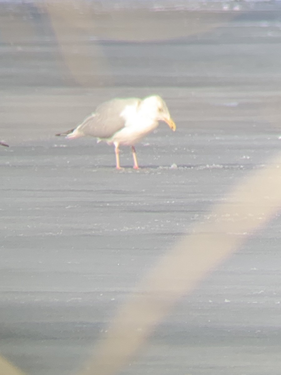 Herring Gull - ML213869291