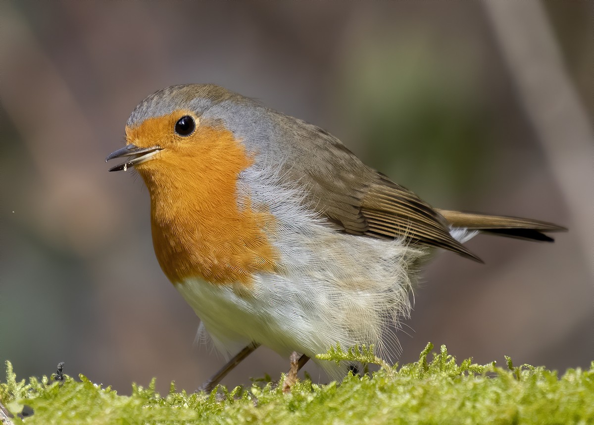 European Robin - Ogün Aydin