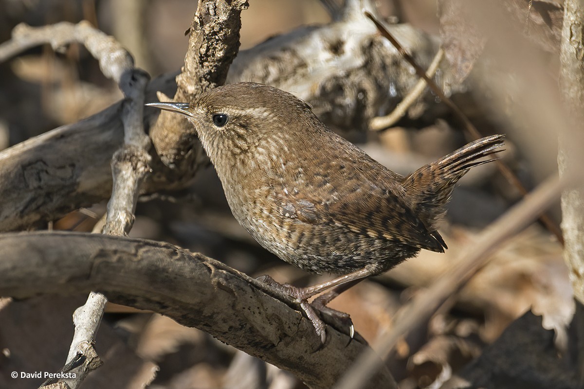 Winter Wren - ML213871791