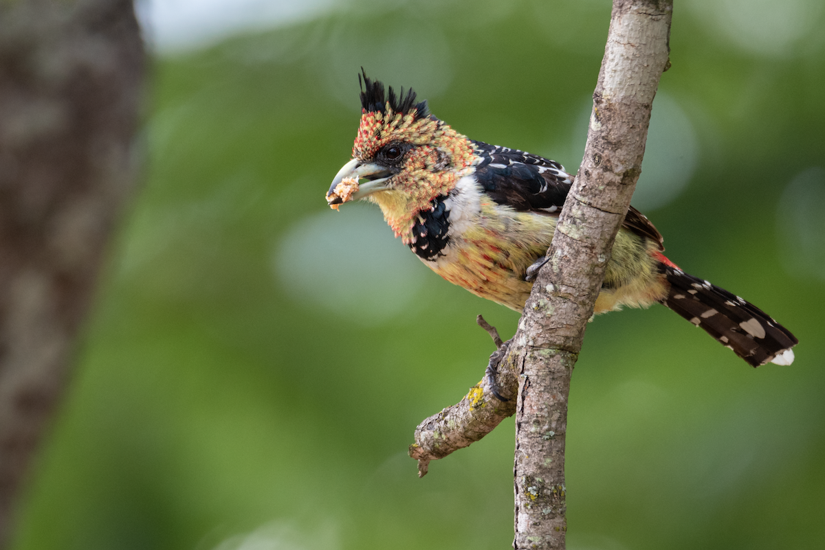 Crested Barbet - ML213872041