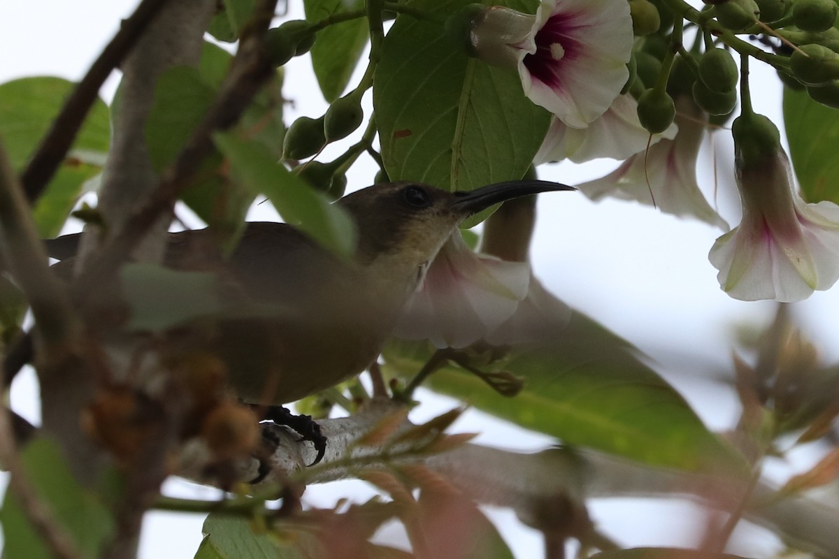 Purple-rumped Sunbird - ML213874831