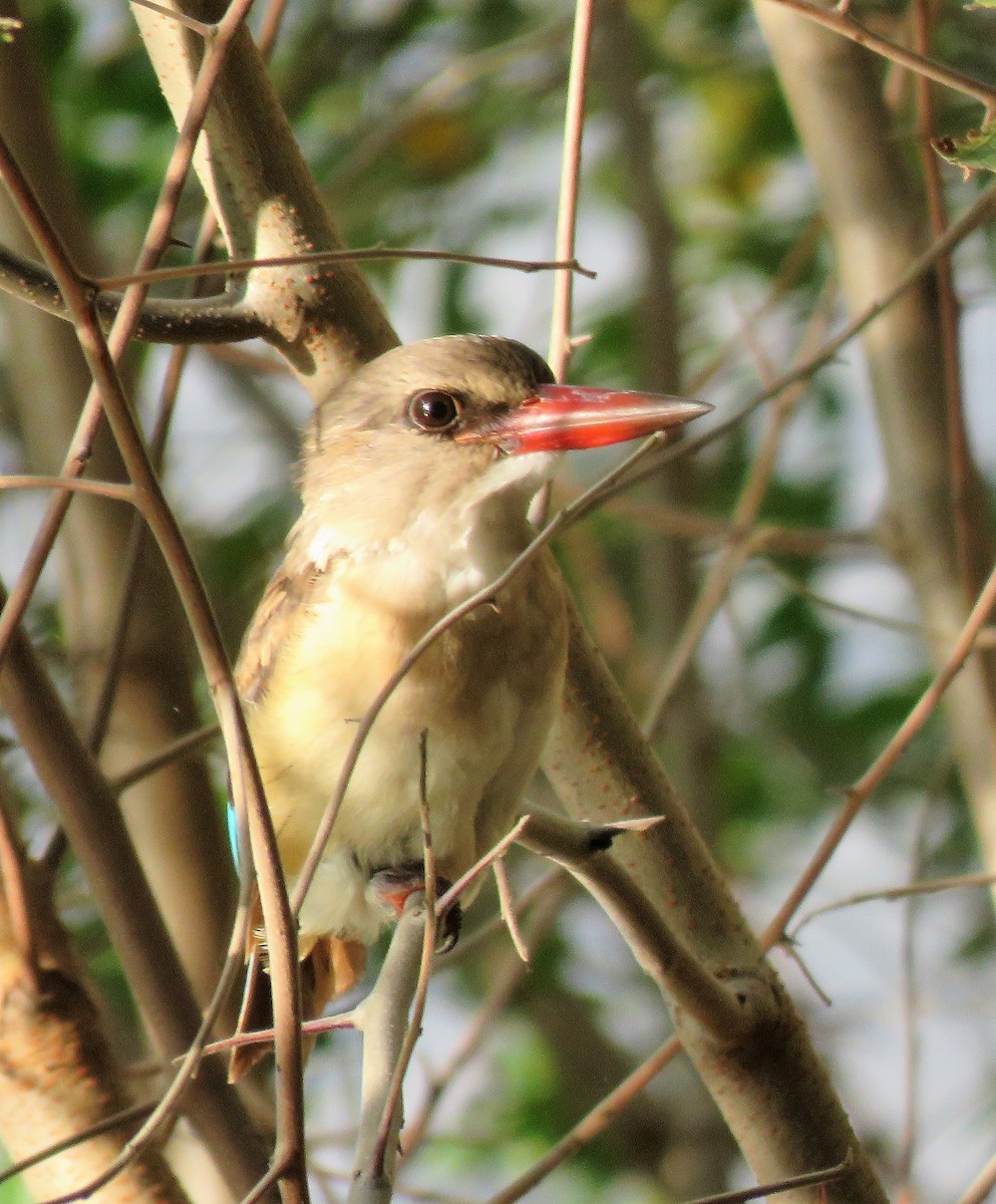 Brown-hooded Kingfisher - ML213876261