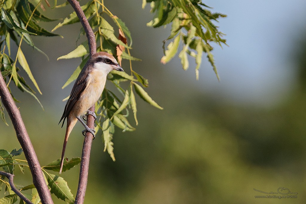 Brown Shrike - Lasse Olsson