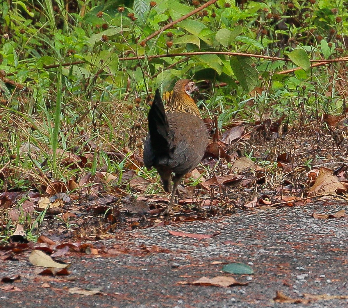 Red Junglefowl - ML213876871