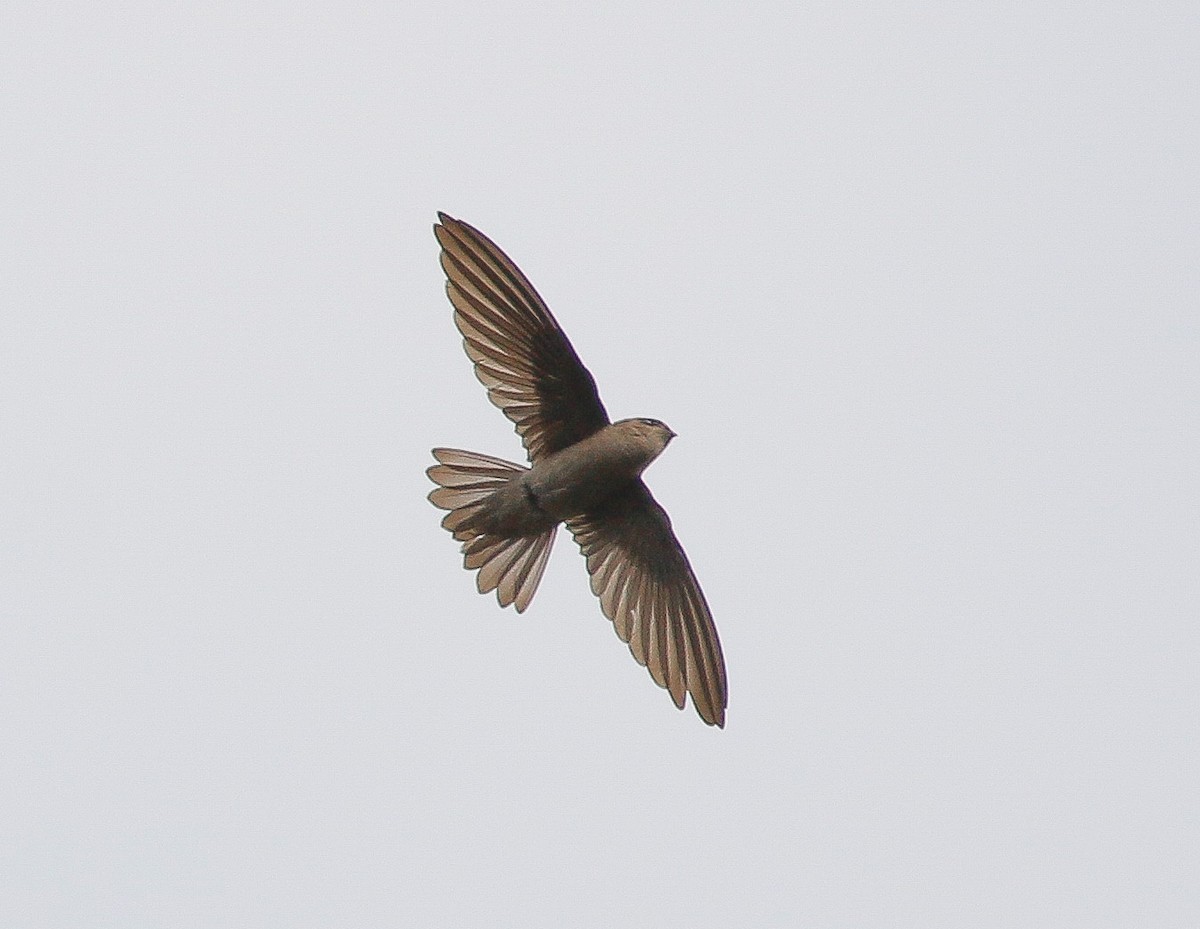 Germain's Swiftlet - ML213876901