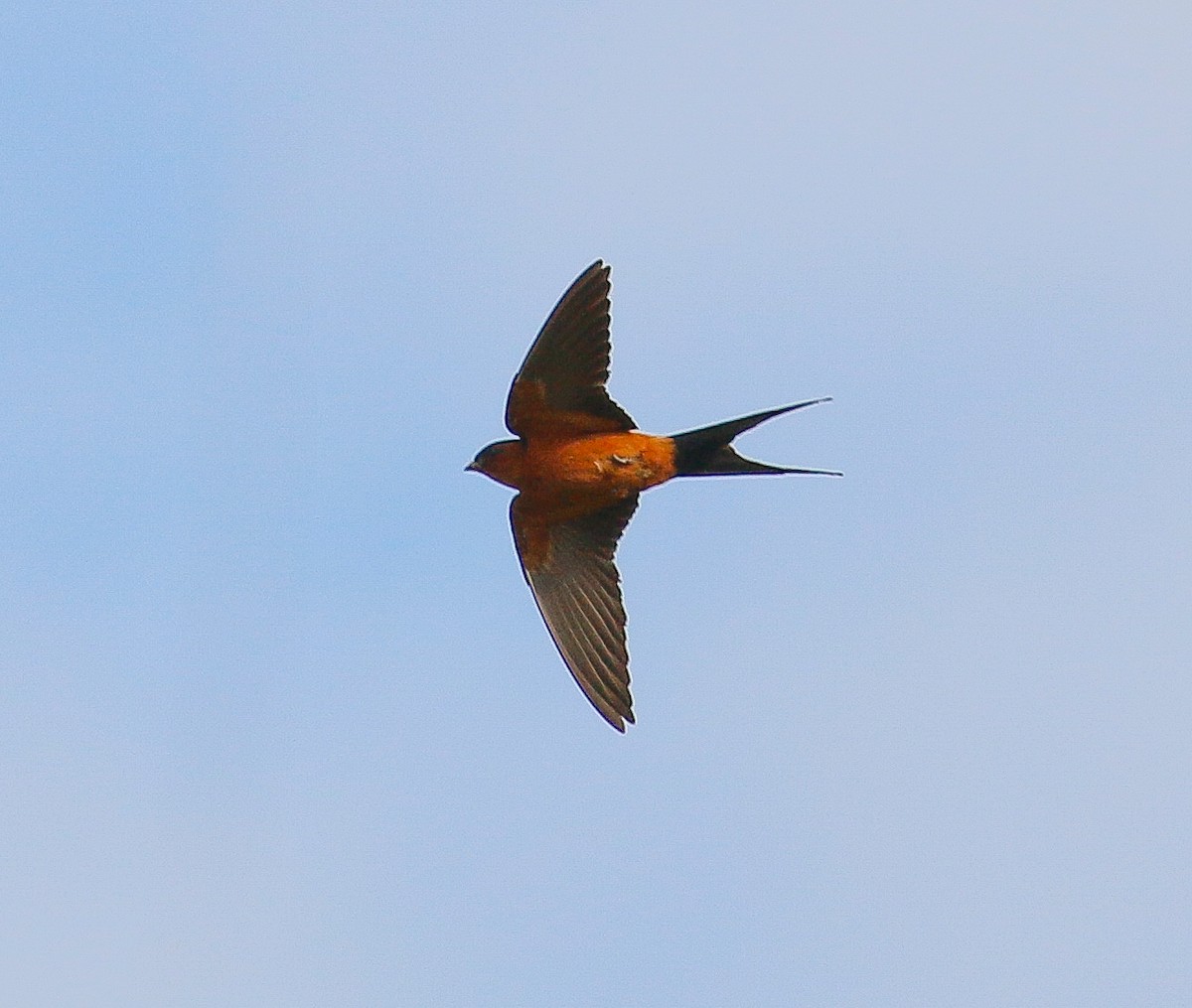 Rufous-bellied Swallow - ML213877031