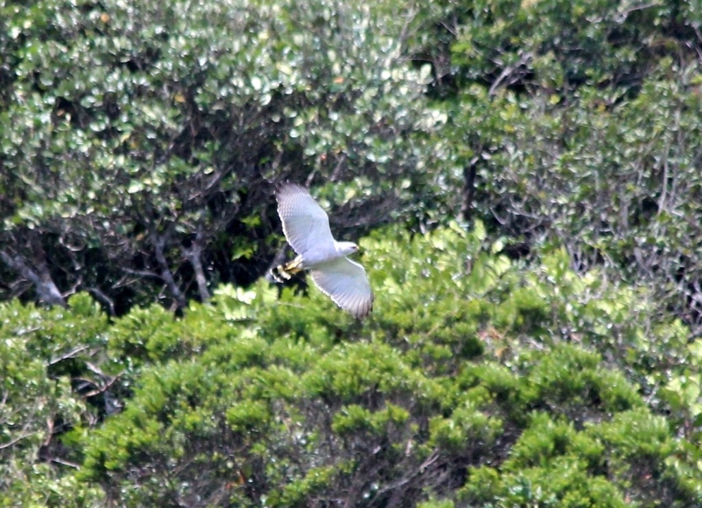 Gray-lined Hawk - ML213877071