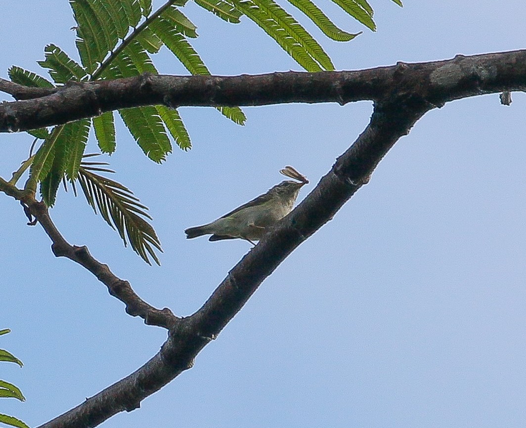 Yellow-browed Warbler - ML213877481