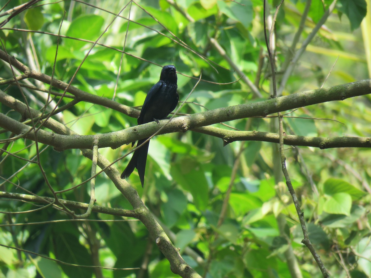 Bronzed Drongo - ML213877991