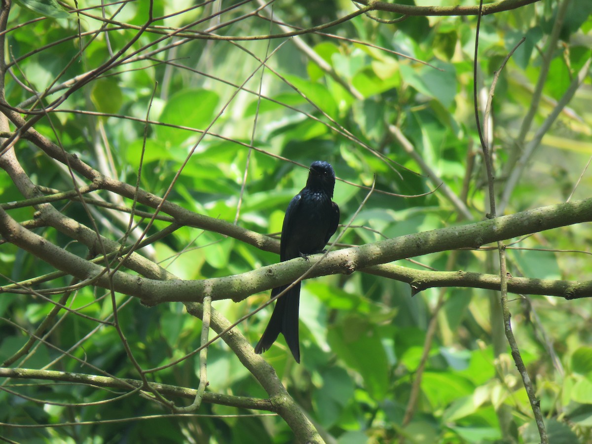 Bronzed Drongo - ML213878041