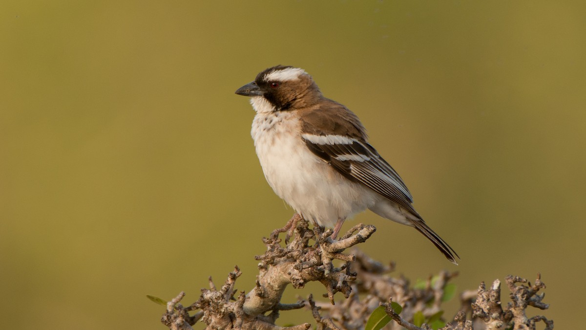 White-browed Sparrow-Weaver - ML213878781