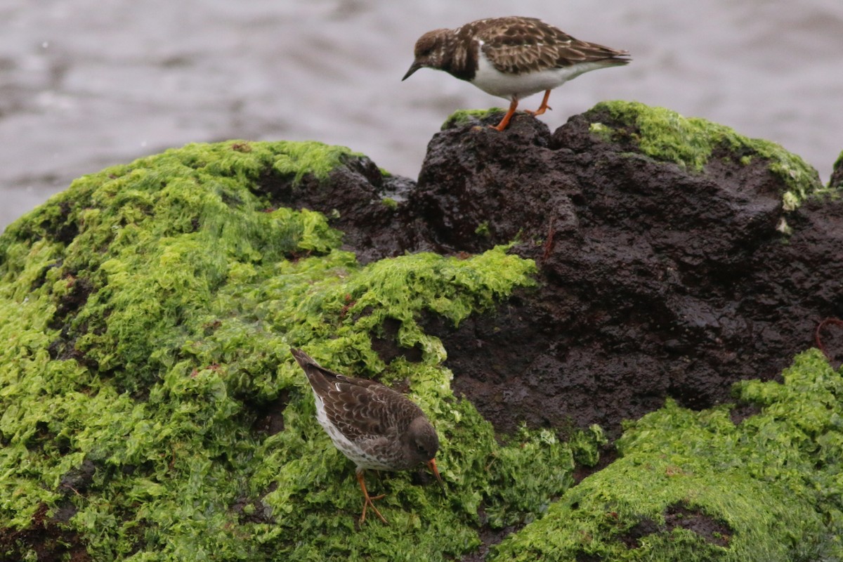 Purple Sandpiper - ML213879801