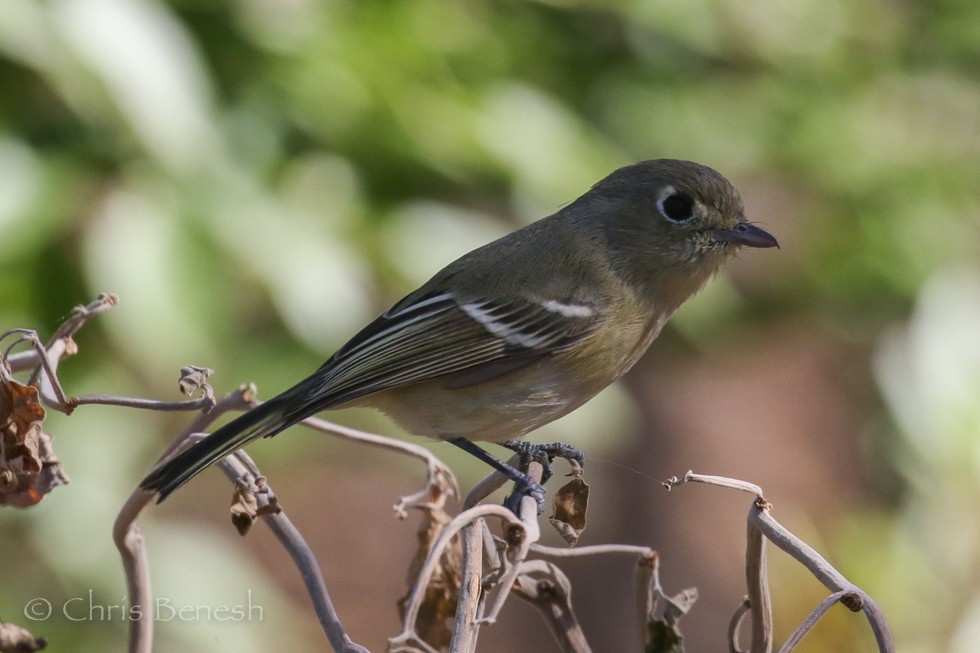 Hutton's Vireo - ML21388171