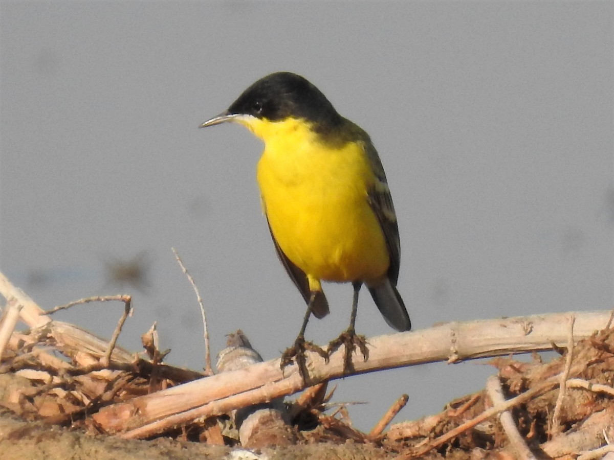 Western Yellow Wagtail (feldegg) - ML213882331