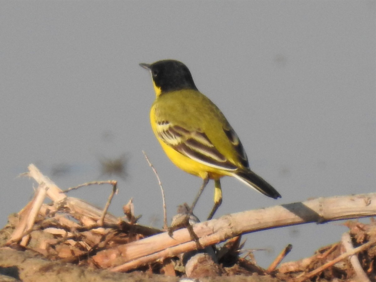 Western Yellow Wagtail (feldegg) - ML213882361