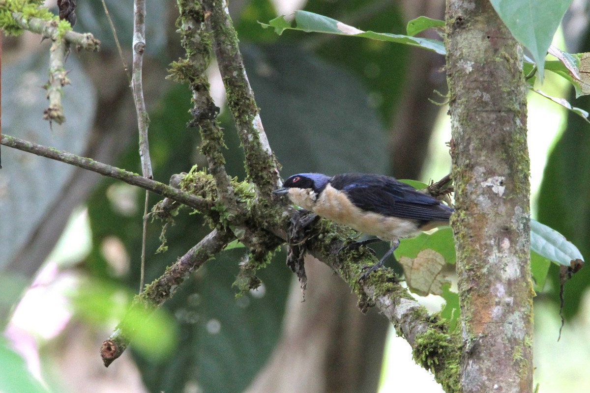 Fawn-breasted Tanager - ML213883111