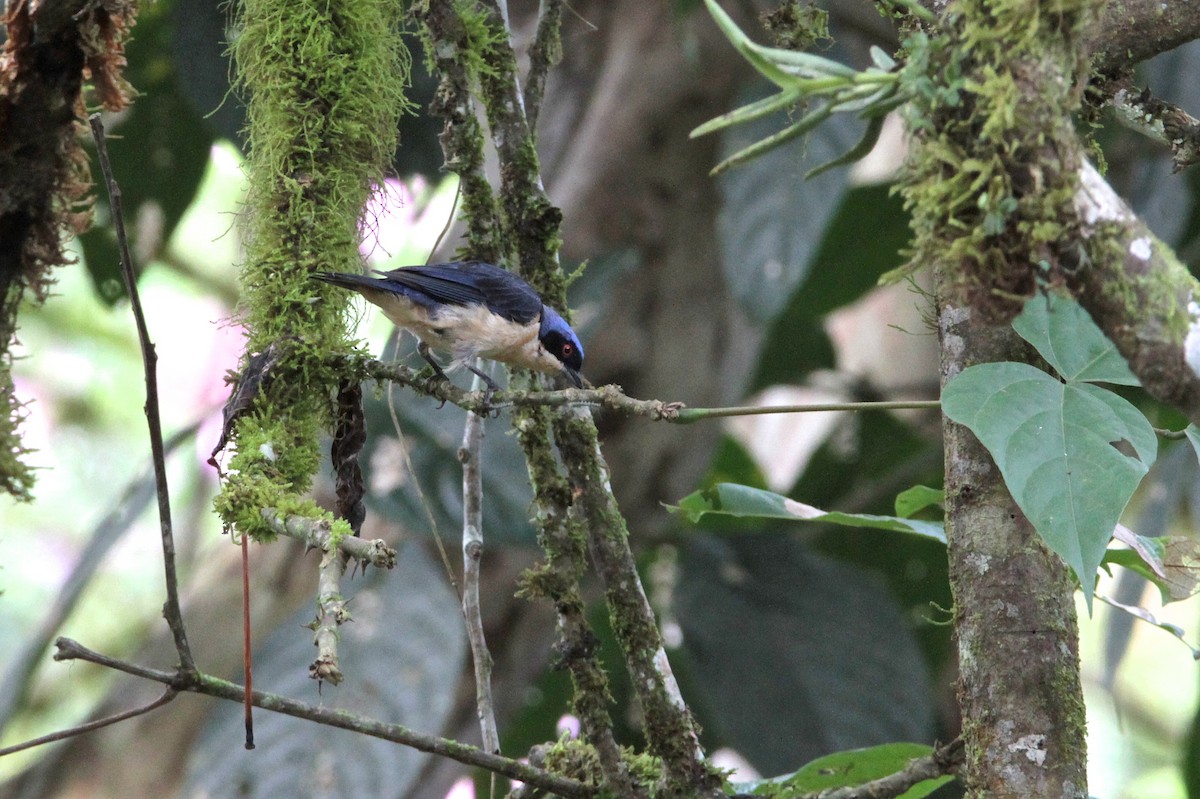 Fawn-breasted Tanager - ML213883121