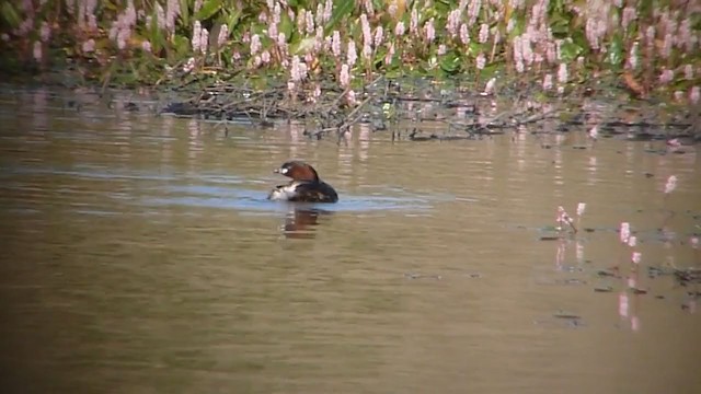 カイツブリ（ruficollis グループ） - ML213883381