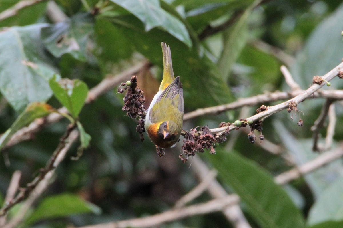 Guira Tanager - Marc Gálvez