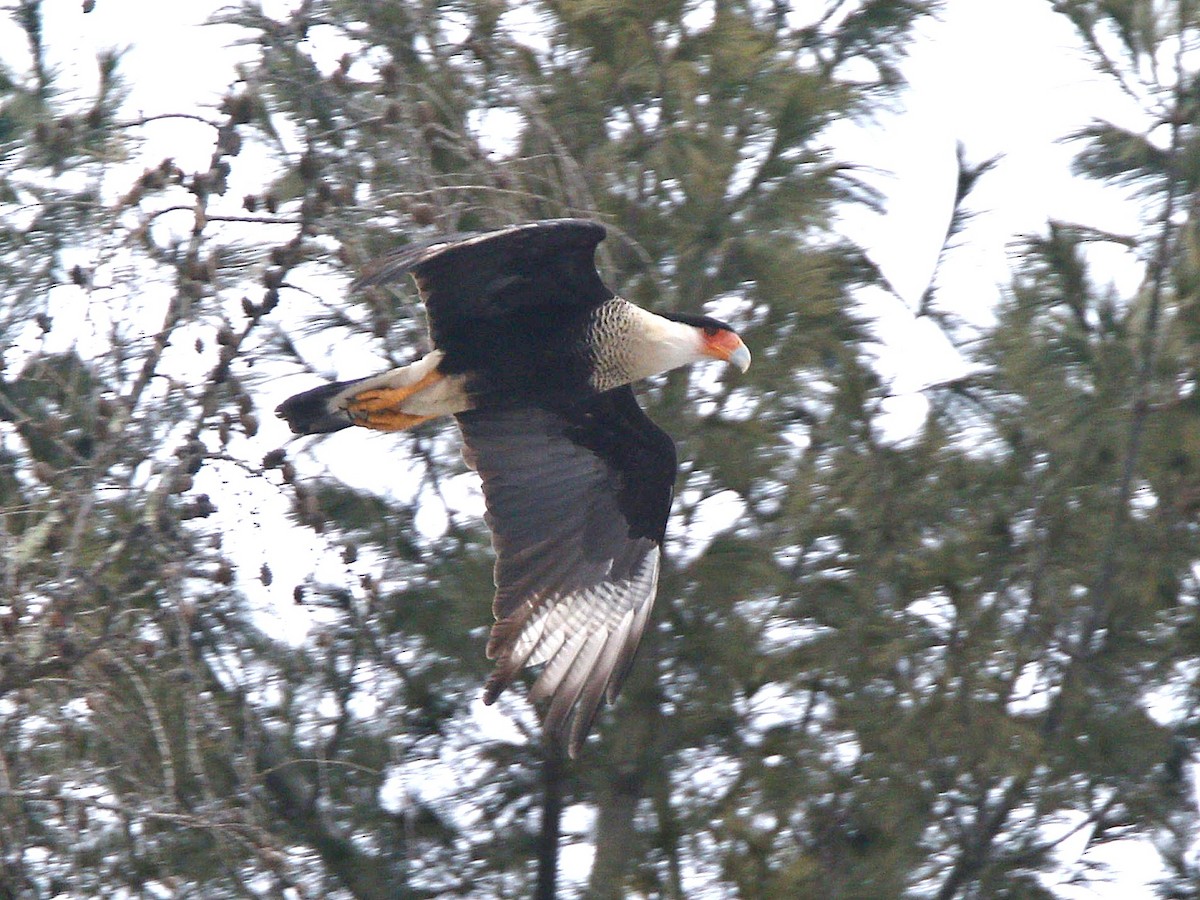 Crested Caracara (Northern) - ML213884081