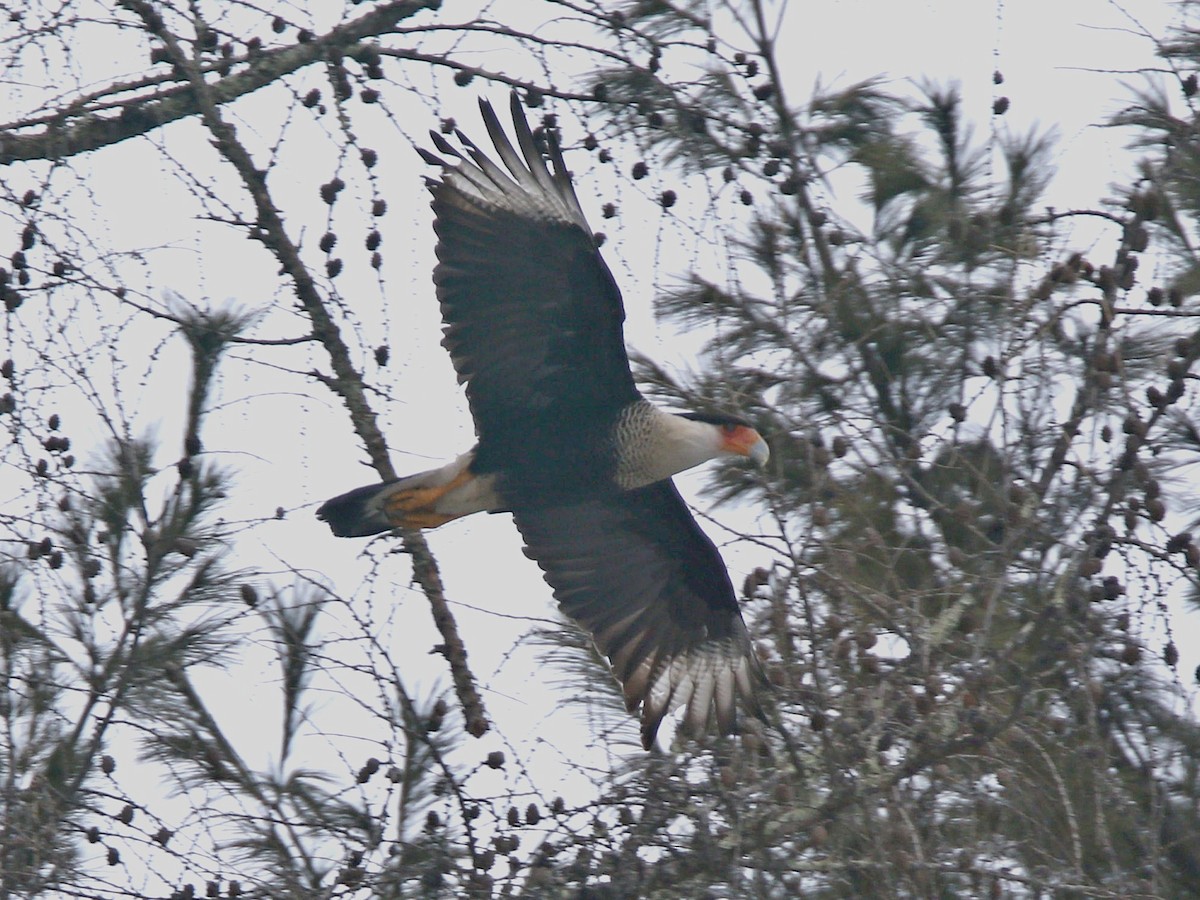 Crested Caracara (Northern) - ML213884101