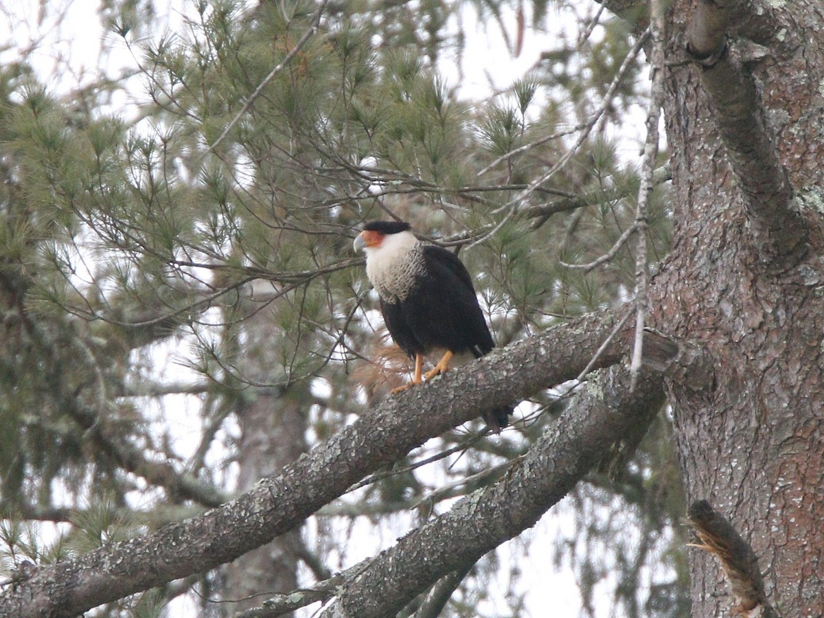 Crested Caracara (Northern) - ML213884191