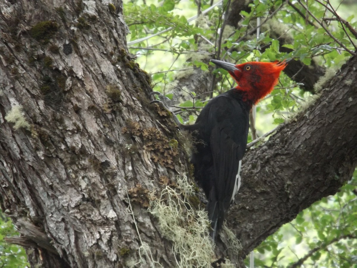 Magellanic Woodpecker - Alberto García Vera