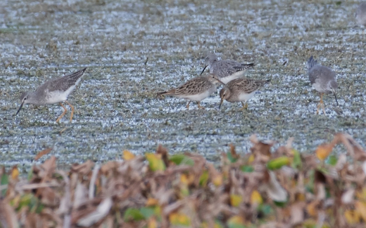 Pectoral Sandpiper - Sam Mitcham