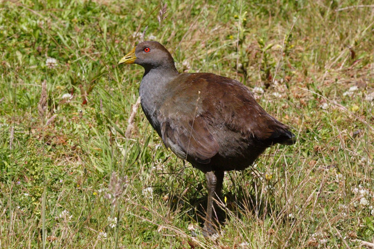 Tasmanian Nativehen - ML213885041